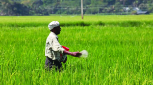 12% hike approved in subsidy for P&K fertilisers