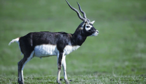 13 blackbucks found dead in MP well