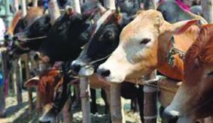 131 cattle seized, eight held in Sambhajinagar ahead of Bakri Eid