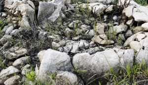 15-Million-Year-Old Shark Fossils discovered in Odisha’s Mayurbhanj linked to Miocene Epoch