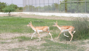 20 blackbucks rewilded in Banni Grassland on India’s 80th Independence Day, advancing native wildlife restoration