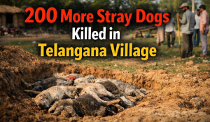200 more stray dogs killed in Telangana village