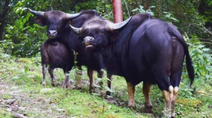 267 mithuns die of foot-and-mouth disease in Arunachal's Dibang Valley