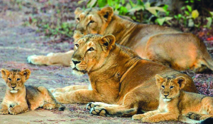 4 lion cubs die in Gujarat’s Gir forest region, 17 isolated amid viral infection scare