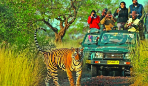 40,000 registrations in 2 hours as advance safari booking opens in Ranthambore
