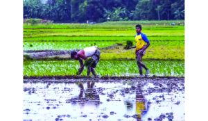 465 farmer suicides recorded in Marathwada region in 2026
