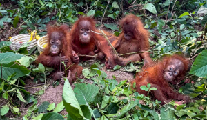 5 baby orangutans rescued in Odisha; smuggling racket suspected