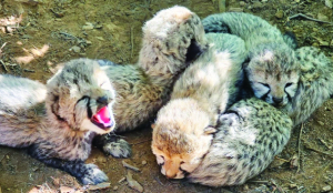 5 Cheetah cubs born in Kuno in MP