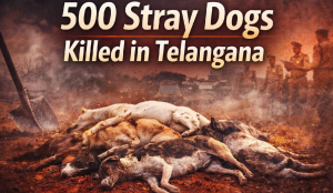 500 stray dogs killed in Telangana