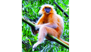 7 rescued Golden Langurs released into the wild at Sikhna Jwhwlao National Park