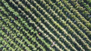 A bite off an imported apple