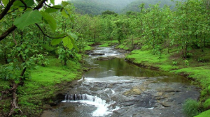 A blueprint for the new forest service