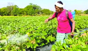 Adequate availability of fertilisers in country: Govt