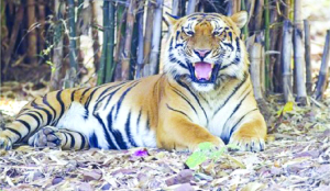 AI locates Pench tiger after 2-month chase