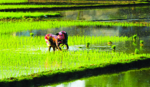 Andhra adopts 4-pillar strategy to fight El Niño kharif impact