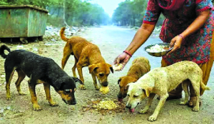 Animal cruelty: Who deserves mercy, and who doesn’t?