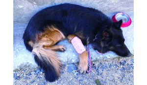 Army dog Tyson honoured with Mention-in-Despatches for bravery in Jammu and Kashmir operation