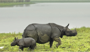 Assam to seek 1 km buffer for Kaziranga, down from 10 km: What's driving the plan