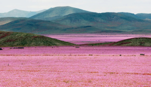 Atacama Desert bursts into bloom after record rains, creating one of Chile's most spectacular flower seasons