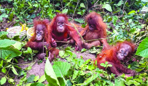 Baby orangutans baffle Odisha