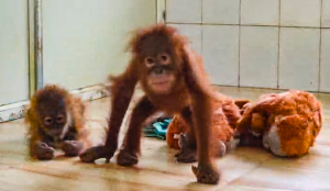 Baby orangutans rescued in Odisha show anxiety, playful behaviour at Nandankanan Zoo