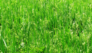 Balrampur: Newborn boy, girl found abandoned in separate fields