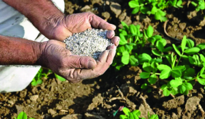 Bio fertilisers: The scientific foundation of India’s next agricultural revolution