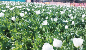 BJP leader detained over illegal opium farm in Chhattisgarh