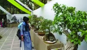 Bonsai exhibition with 100 plants begins at Lodhi Garden