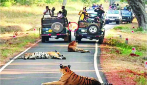 BRICS delegates visit Tadoba reserve, spot multiple tigers
