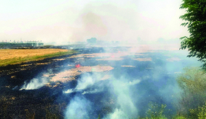 CAQM assesses anti-stubble burning preparedness of States
