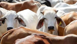 Cattle theft accused injured in Bulandshahr police encounter; five arrested, one still on the run