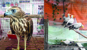 CBI-DRI joint operation busts inter-state wildlife trafficking racket
