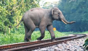 Centre, Railways join forces to stop wildlife-train deaths