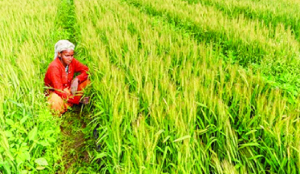 Centre forms crisis groups for Kharif crops