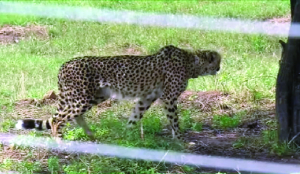 Cheetah Nirwa found safe after 21 days, returns to Kuno enclosure as collar failed