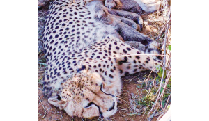 Cheetah population crosses 50; MP CM hails it as conservation milestone