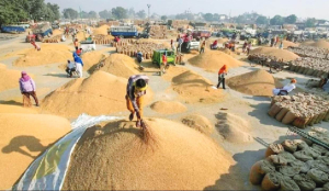 Chhattisgarh suspends 31 officials over paddy procurement
