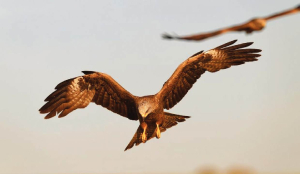 Chicken to lure kites away from flight path of jets on R-Day