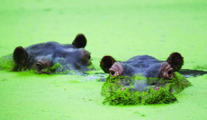 Colombians split on fate of Pablo Escobar’s hippos