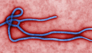 Congo's Ebola outbreak records more than 4,000 deaths as authorities struggle to contain virus