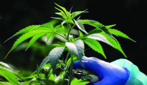Court acquits man booked for carrying 10 kg marijuana citing procedural breach