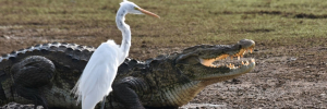 Crocodiles can’t fly. Birds can. Scientists have finally figured out why