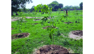 DDA plants 6.62 lakh saplings