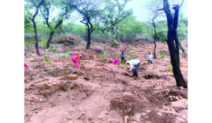 DDA to plant 1,81,700 trees and shrubs in Delhi Ridge, remove 16,240 invasive plants