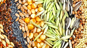 Decisive Initiative of BBSSL: Towards self-reliance in the seed sector