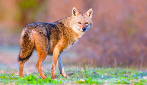 Delhi zoo in row over jackal death