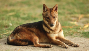Delhi zoo shifts range charges amid jackal death allegations