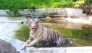 Delhi zoo to get tiger, send white tigress to Patna to strengthen breeding