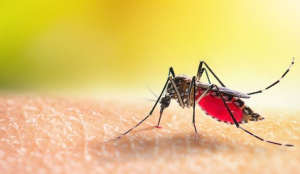 Dengue and malaria cases in Delhi nearly triple since August